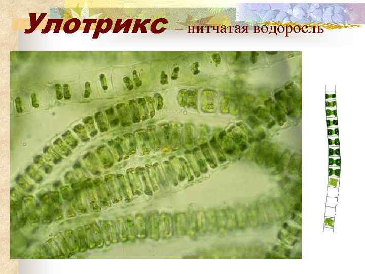 Улотрикс – нитчатая водоросль 