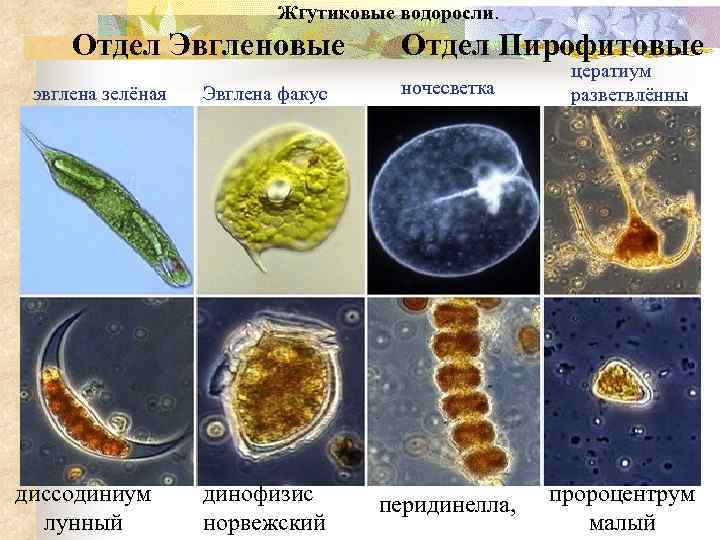 Жгутиковые водоросли. Отдел Эвгленовые эвглена зелёная диссодиниум лунный Отдел Пирофитовые Эвглена факус ночесветка цератиум