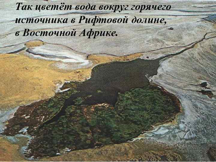 Так цветёт вода вокруг горячего источника в Рифтовой долине, в Восточной Африке. 