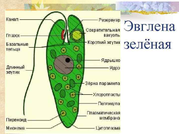 Эвглена зеленая строение рисунок с надписями