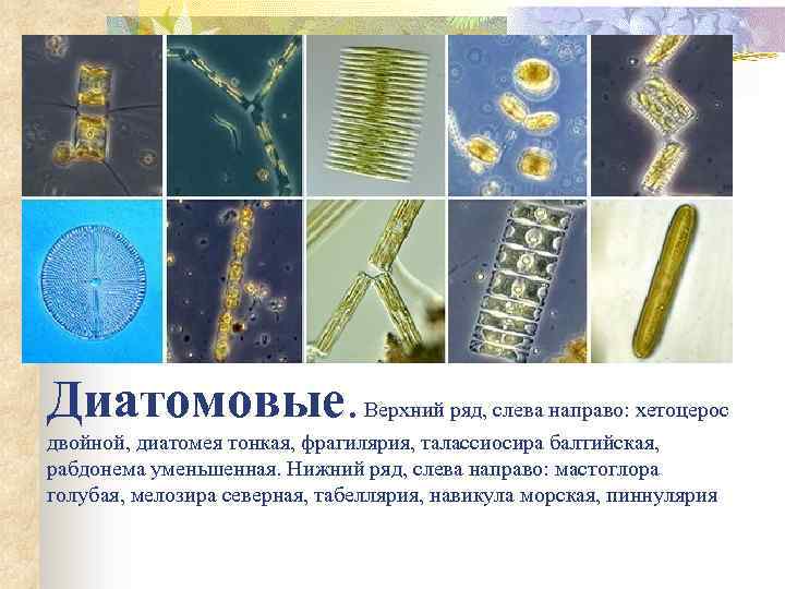 Диатомовые. Верхний ряд, слева направо: хетоцерос двойной, диатомея тонкая, фрагилярия, талассиосира балтийская, рабдонема уменьшенная.