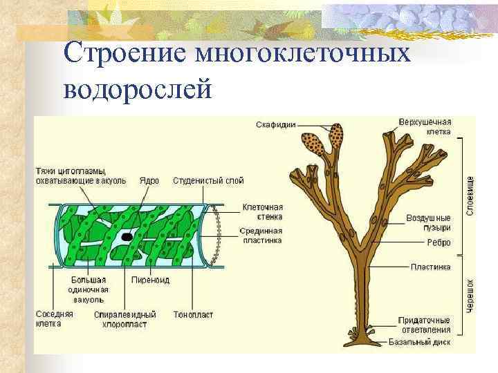 Строение многоклеточных водорослей 