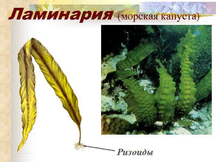 Ламинария (морская капуста) Ризоиды 
