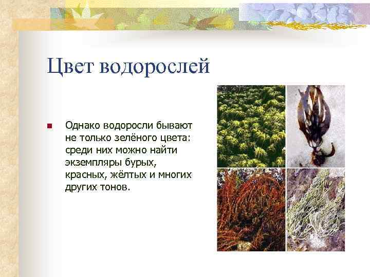Цвет водорослей n Однако водоросли бывают не только зелёного цвета: среди них можно найти