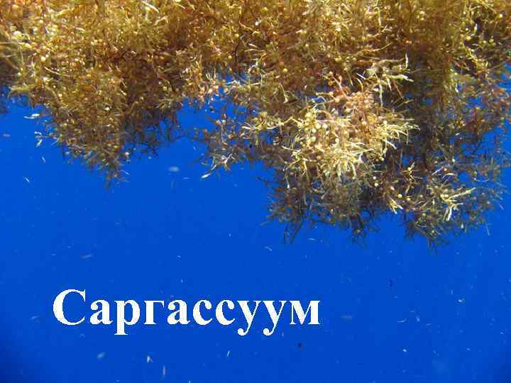 Саргассуум 