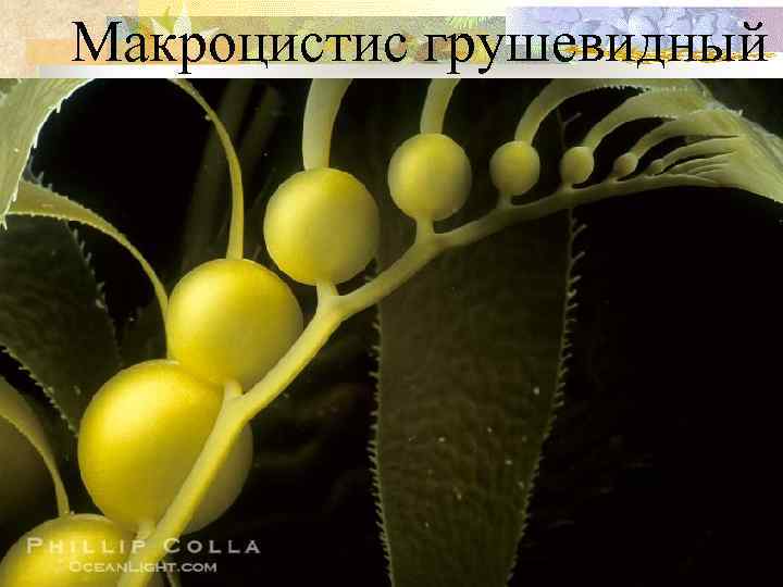 Макроцистис грушевидный 