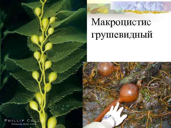 Макроцистис грушевидный 