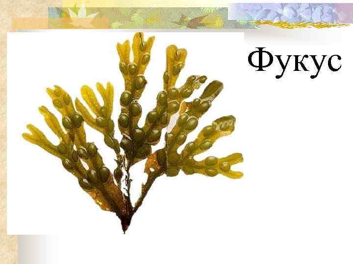 Фукус 