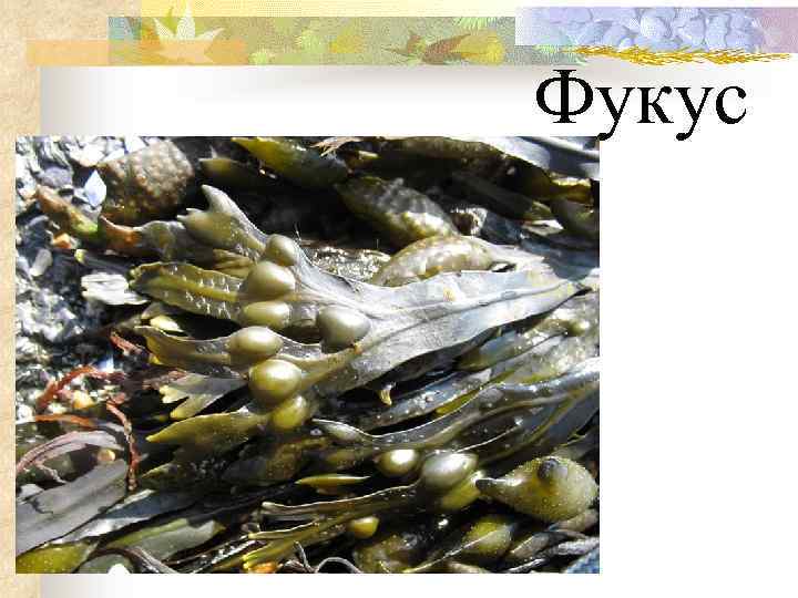 Фукус 