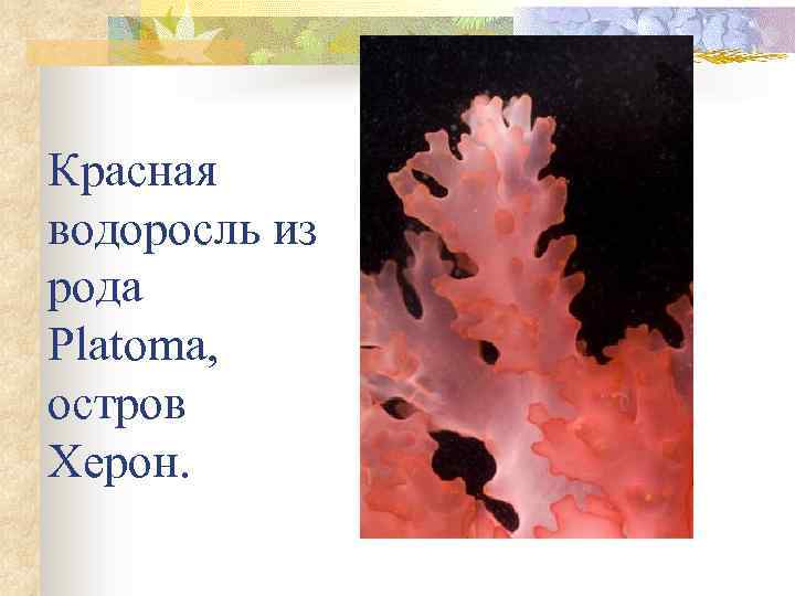 Красная водоросль из рода Platoma, остров Херон. 
