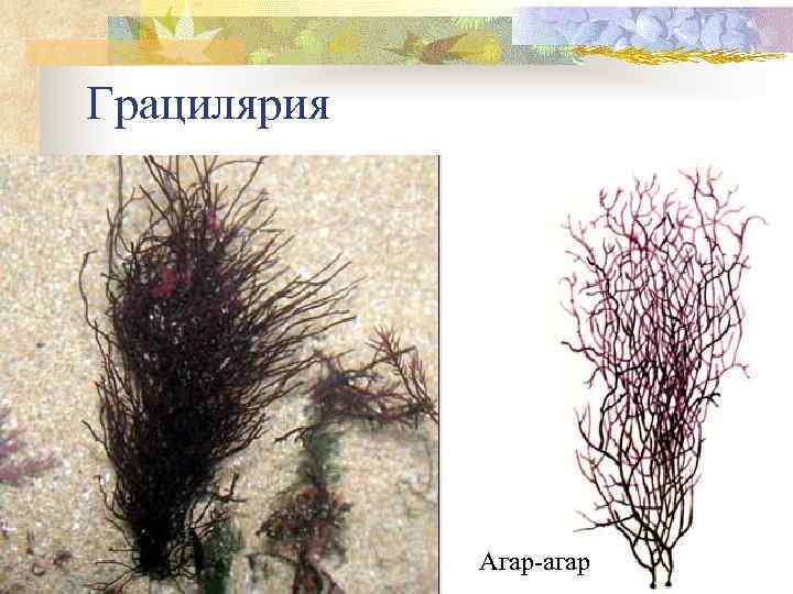 Грацилярия Агар-агар 