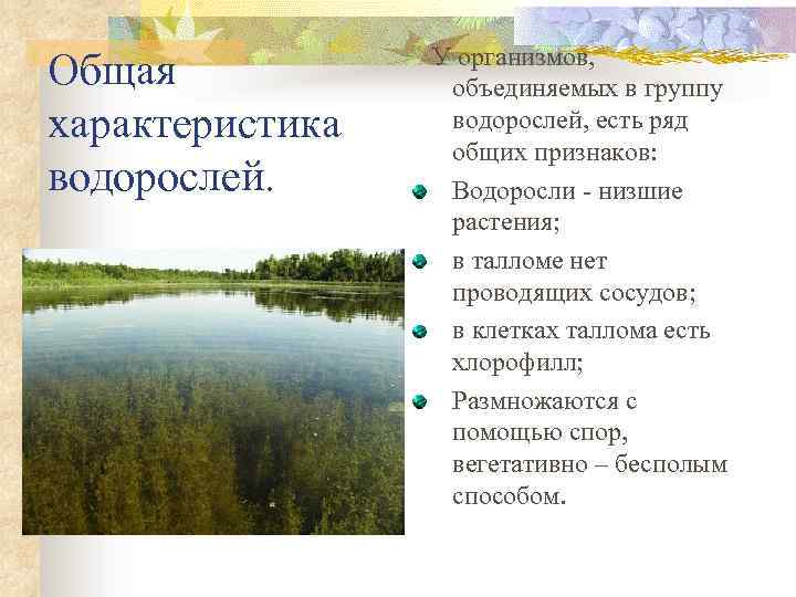 Общая характеристика водорослей. У организмов, объединяемых в группу водорослей, есть ряд общих признаков: Водоросли