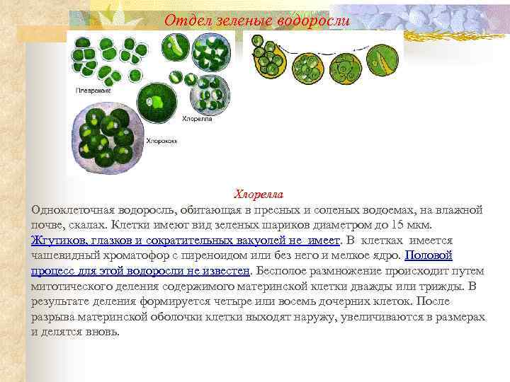 Отдел зеленые водоросли Хлорелла Одноклеточная водоросль, обитающая в пресных и соленых водоемах, на влажной