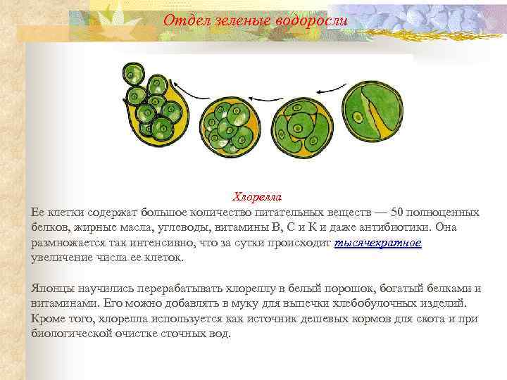 Отдел зеленые водоросли Хлорелла Ее клетки содержат большое количество питательных веществ — 50 полноценных