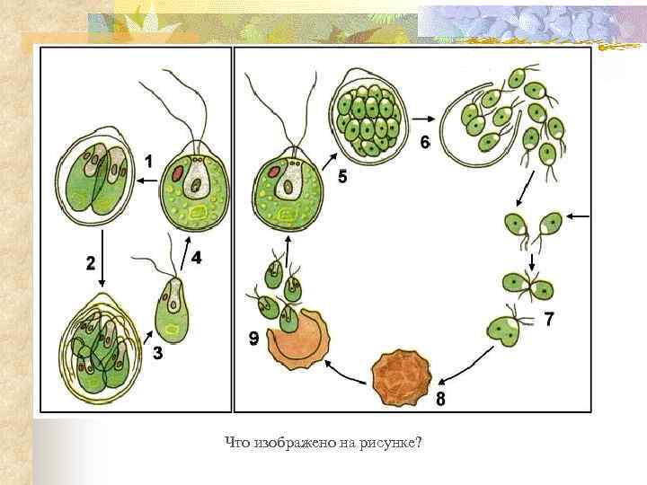 Что изображено на рисунке? 