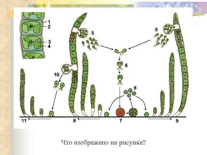 Что изображено на рисунке? 