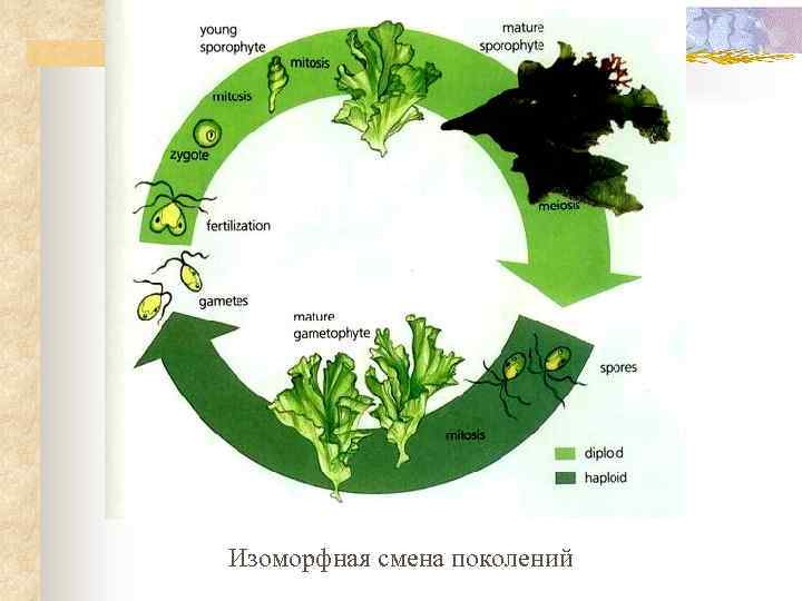 Изоморфная смена поколений 