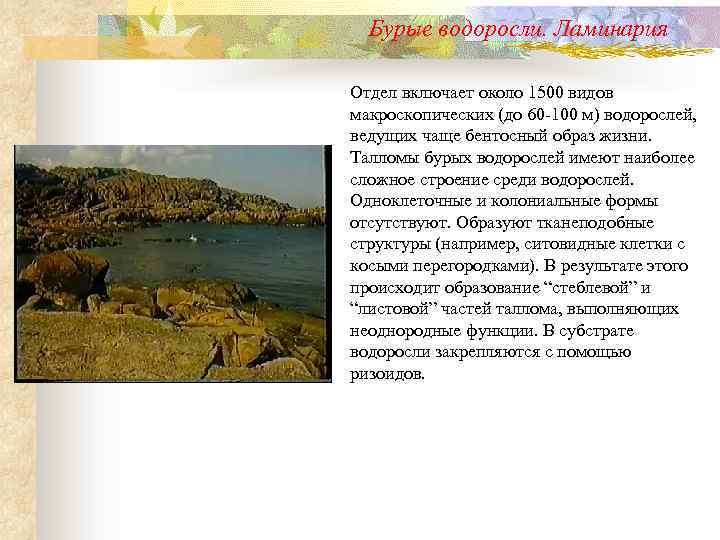 Бурые водоросли. Ламинария Отдел включает около 1500 видов макроскопических (до 60 -100 м) водорослей,