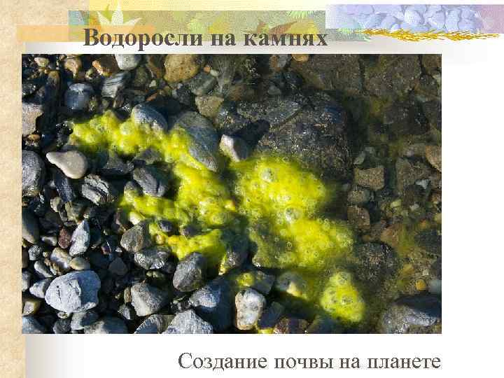 Водоросли на камнях Создание почвы на планете 
