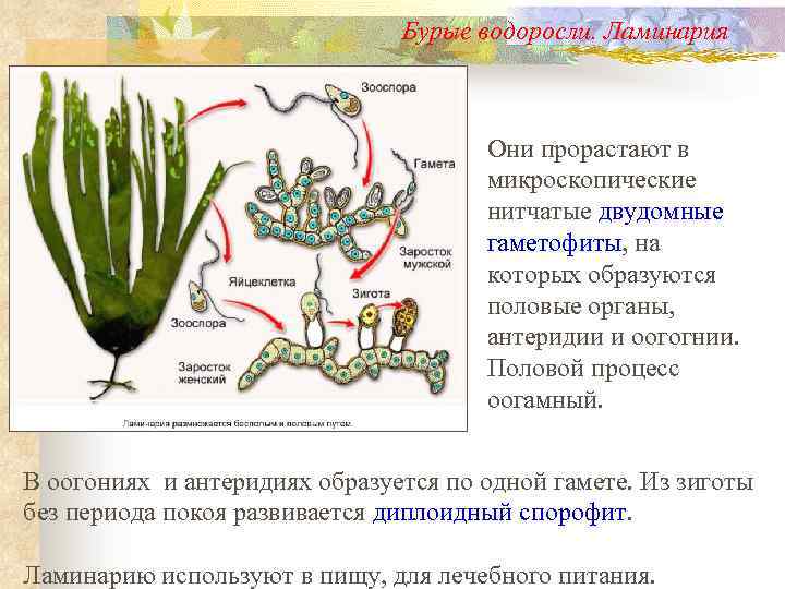 Особенности бурых водорослей