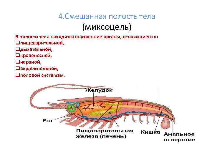 4. Смешанная полость тела (миксоцель) В полости тела находятся внутренние органы, относящиеся к: qпищеварительной,