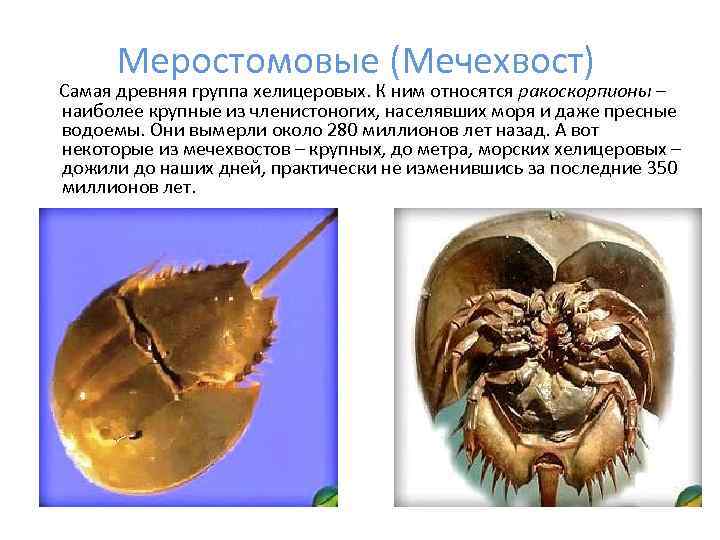 Меростомовые (Мечехвост) Самая древняя группа хелицеровых. К ним относятся ракоскорпионы – наиболее крупные из