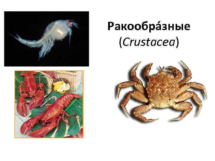 Ракообра зные (Crustacea) 