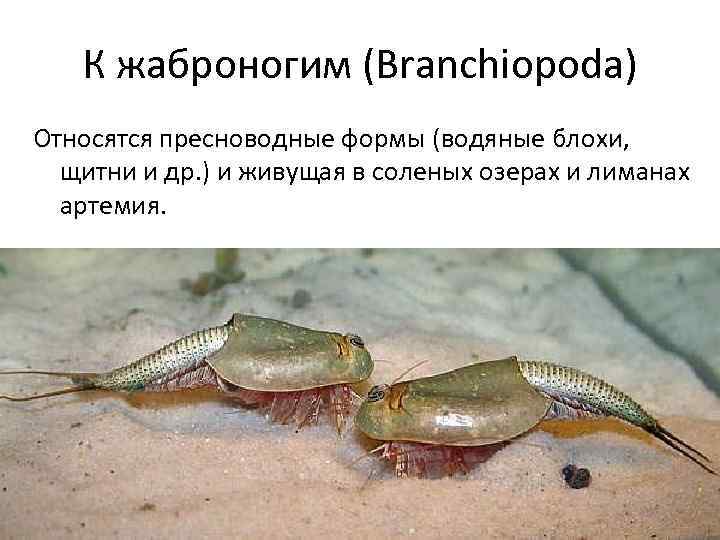 К жаброногим (Branchiopoda) Относятся пресноводные формы (водяные блохи, щитни и др. ) и живущая