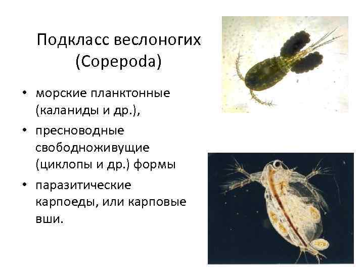 Подкласс веслоногих (Copepoda) • морские планктонные (каланиды и др. ), • пресноводные свободноживущие (циклопы