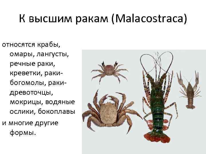 К высшим ракам (Malacostraca) относятся крабы, омары, лангусты, речные раки, креветки, ракибогомолы, ракидревоточцы, мокрицы,