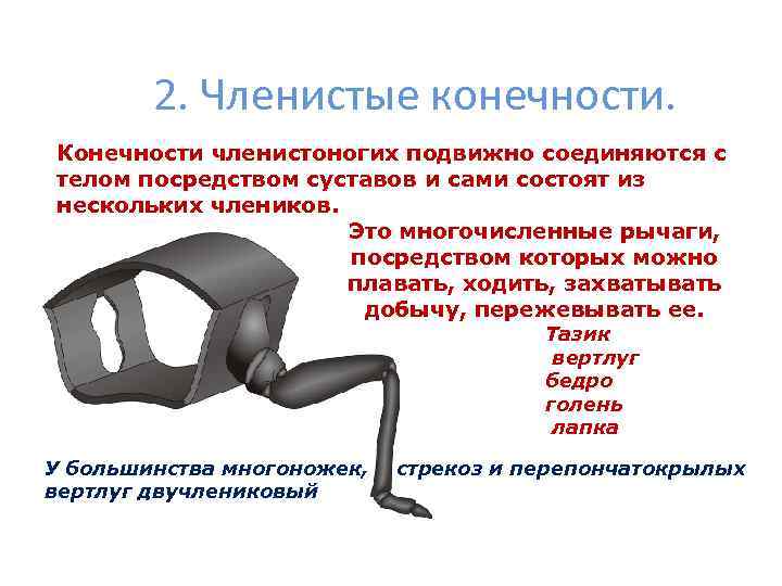 2. Членистые конечности. Конечности членистоногих подвижно соединяются с телом посредством суставов и сами состоят