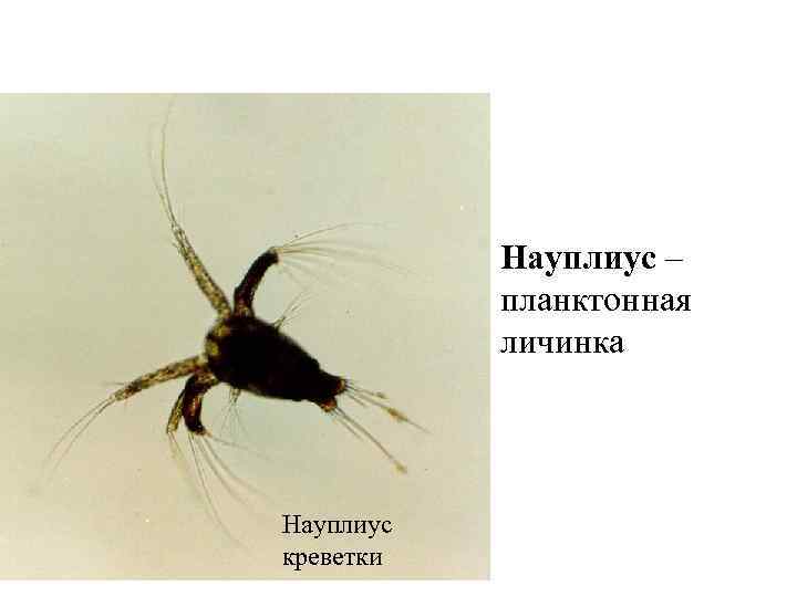 Науплиус – планктонная личинка Науплиус креветки 