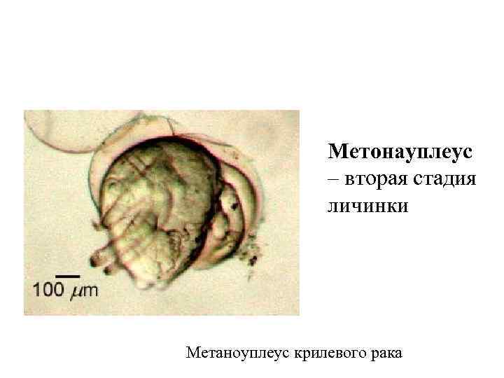 Метонауплеус – вторая стадия личинки Метаноуплеус крилевого рака 