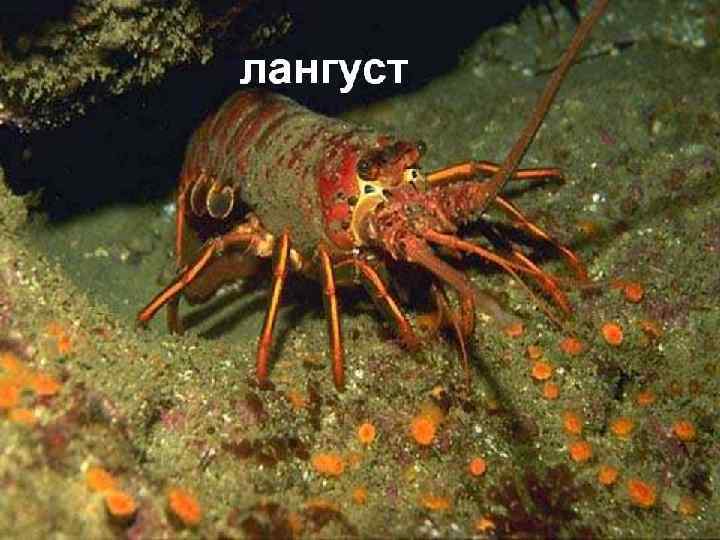 Лангуст 