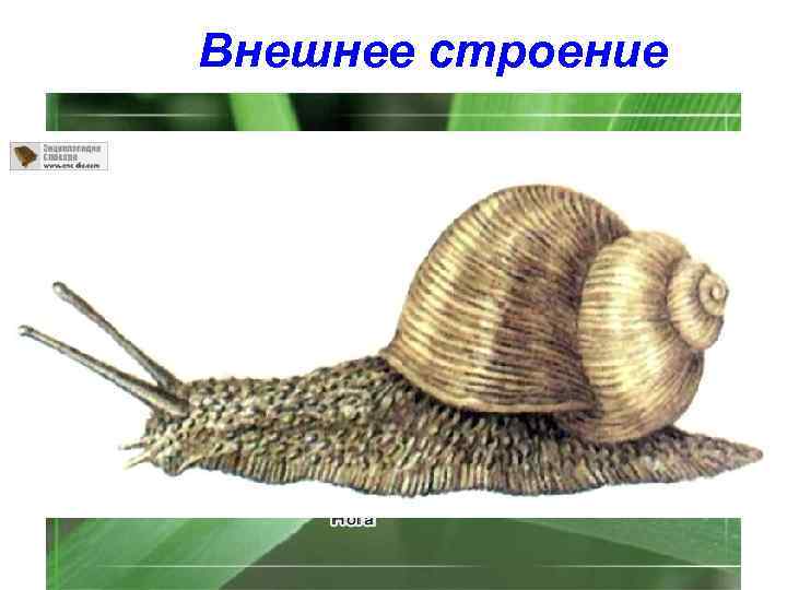 Внешнее строение 