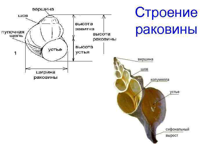Строение раковины 