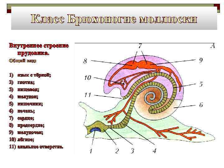 Класс Брюхоногие моллюски Внутреннее строение прудовика. Общий вид: 1) язык с тёркой; 2) глотка;