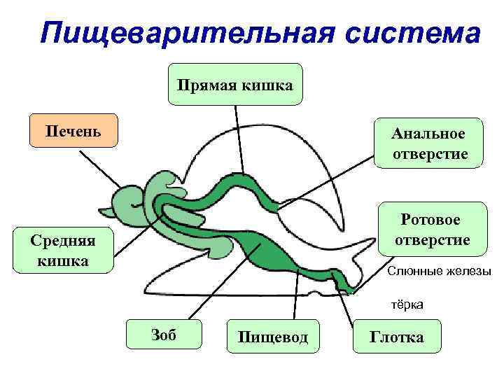 Пищеварительная система Прямая кишка Печень Анальное отверстие Ротовое отверстие Средняя кишка Слюнные железы тёрка