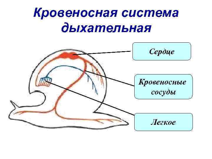 Кровеносная система дыхательная Сердце Кровеносные сосуды Легкое 