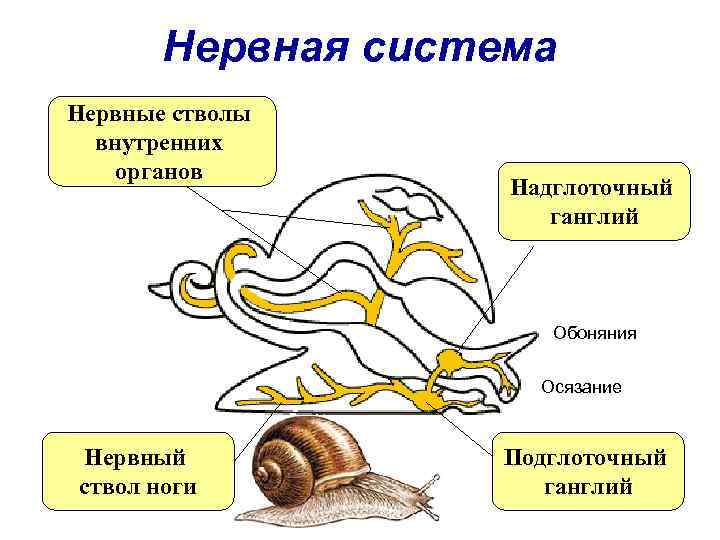 Нервная система Нервные стволы внутренних органов Надглоточный ганглий Обоняния Осязание Нервный ствол ноги Подглоточный