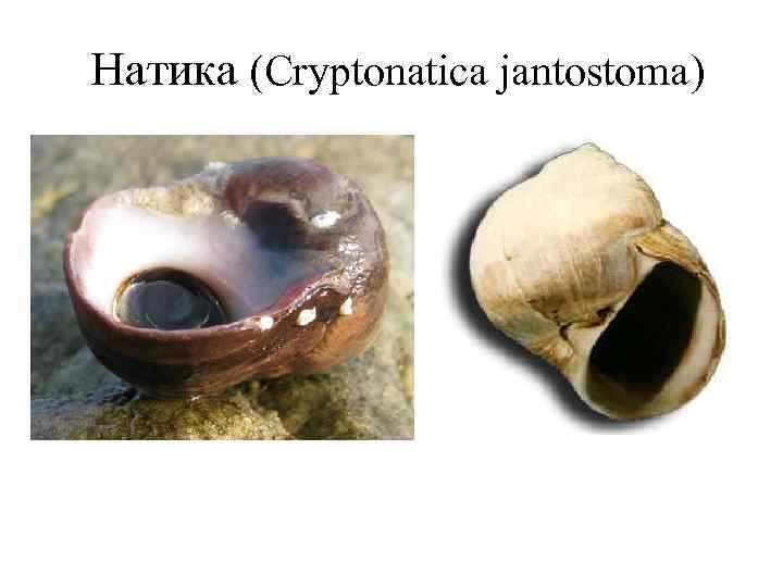 Натика (Cryptonatica jantostoma) 
