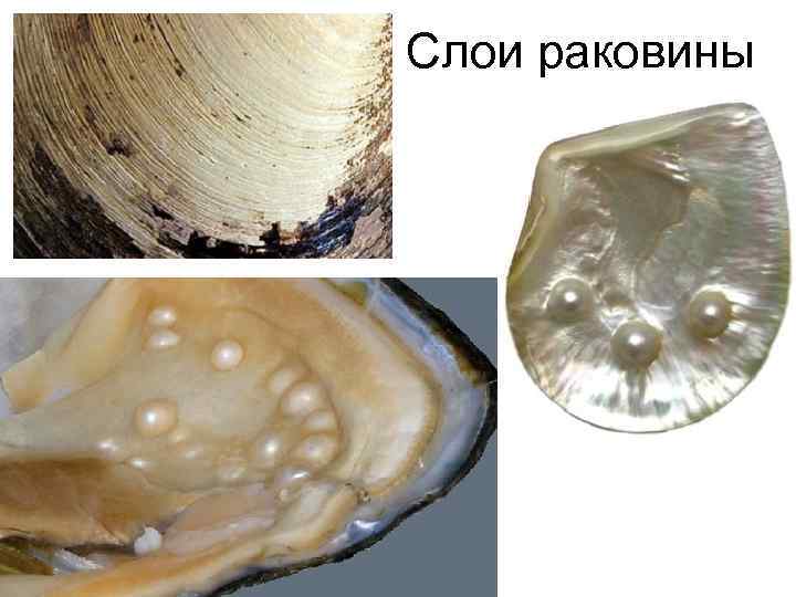 Слои раковины 