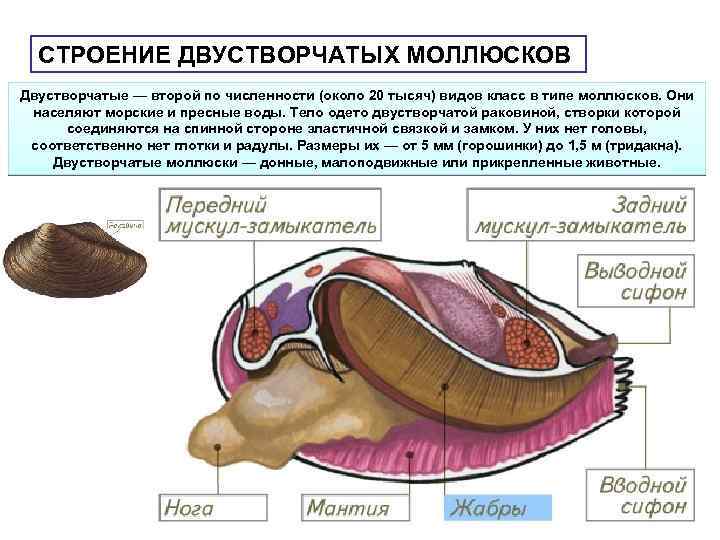 Отметь верную характеристику стенка раковины двустворчатых моллюсков состоит из