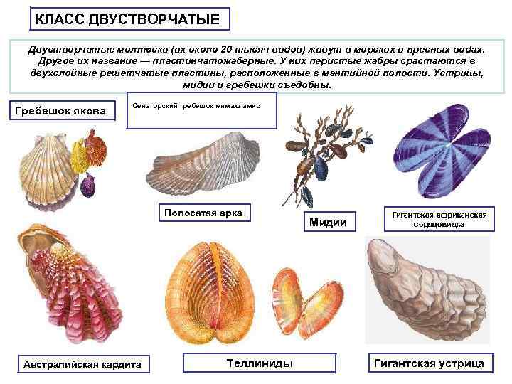 КЛАСС ДВУСТВОРЧАТЫЕ Двустворчатые моллюски (их около 20 тысяч видов) живут в морских и пресных