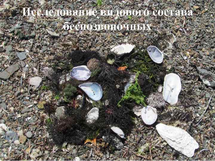Исследование видового состава беспозвоночных 