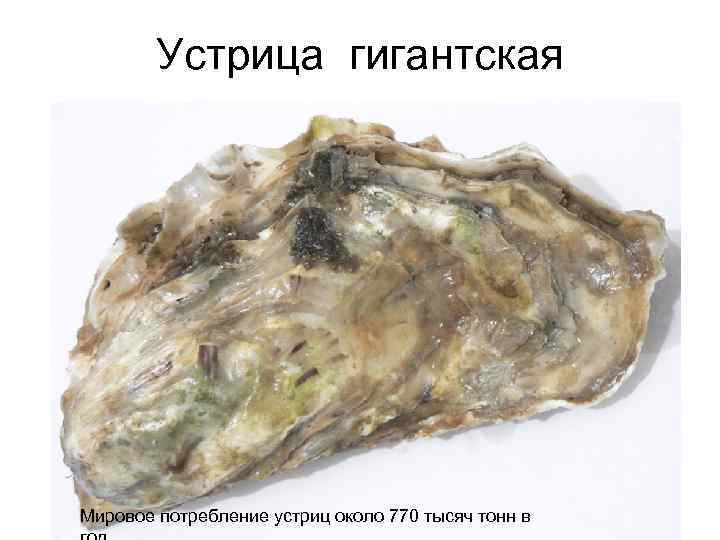 Устрица гигантская Мировое потребление устриц около 770 тысяч тонн в 