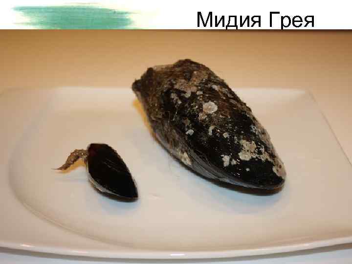 Мидия Грея 