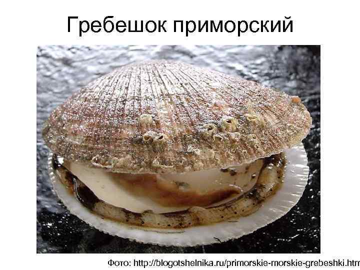 Гребешок приморский Фото: http: //blogotshelnika. ru/primorskie-grebeshki. htm 
