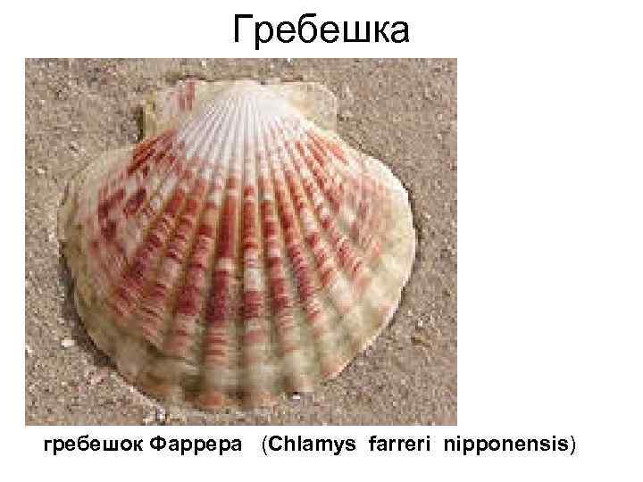 Гребешка гребешок Фаррера (Chlamys farreri nipponensis) 