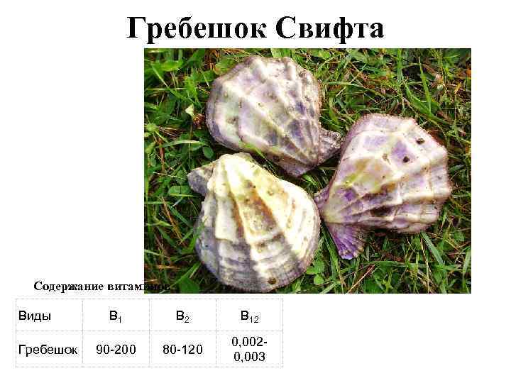 Гребешок Свифта Содержание витаминов Виды Гребешок В 1 В 2 В 12 90 -200